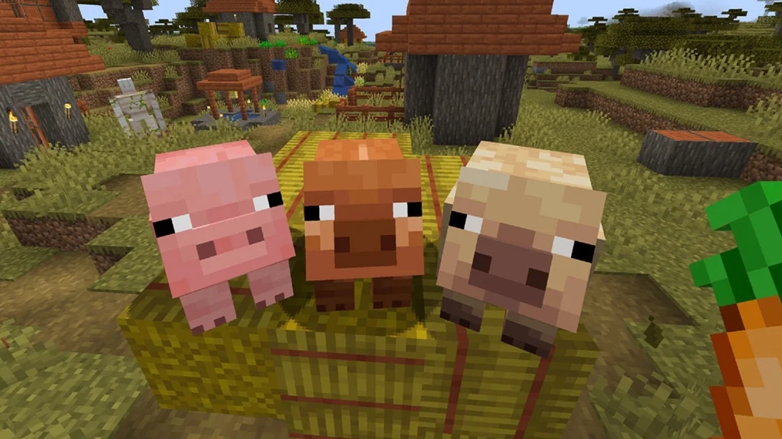 A screenshot showing Minecraft's three pig variants, including the new warm pig and cold pig.